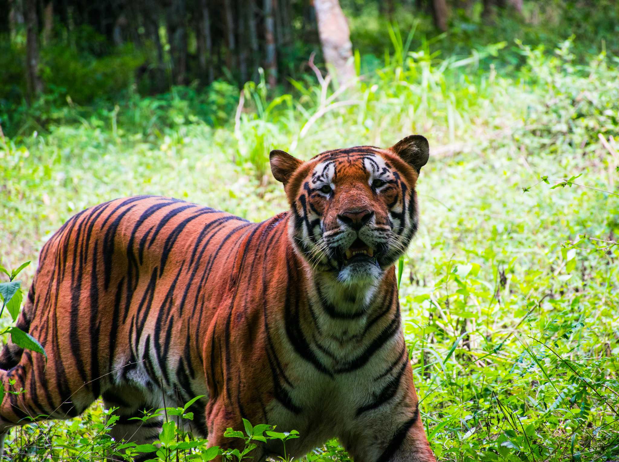 Trip to wild – Bannerghatta National Park | Vignesh Ragupathy